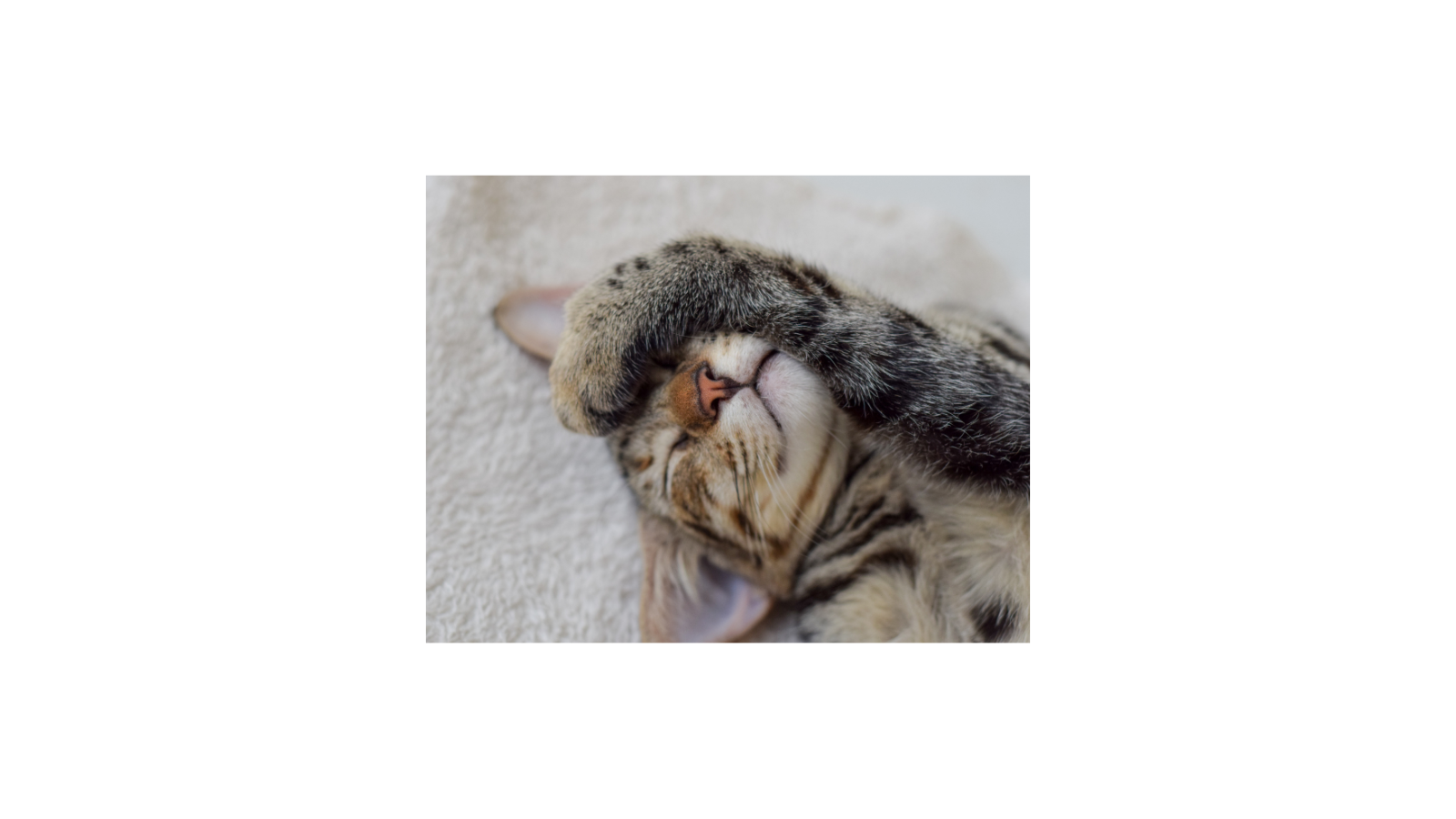 Rescued cat being cared for