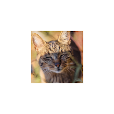 Shadow - Available for adoption