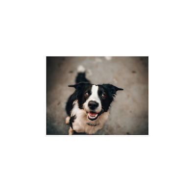 Buddy - Available for adoption