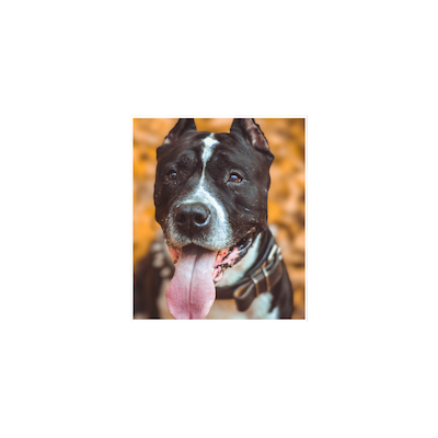 Bella - Available for adoption