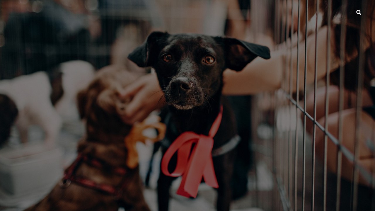 Happy rescued dog